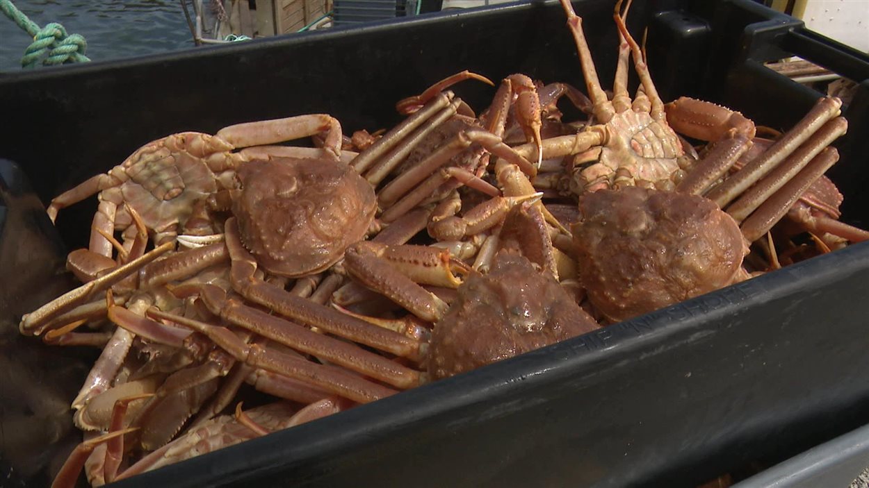 Crabe fraîchement débarqués
