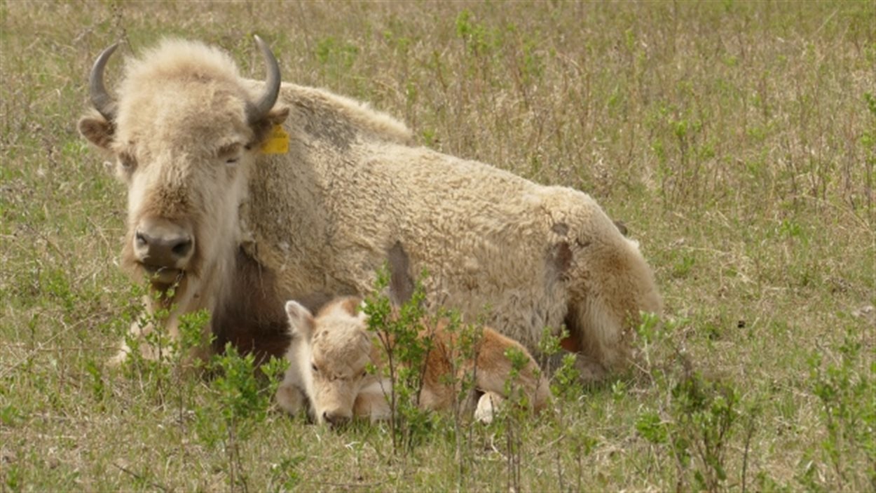 La Naissance Rare D Un Bison Blanc Attire Les Visiteurs A Sioux Valley Au Manitoba Radio Canada Ca