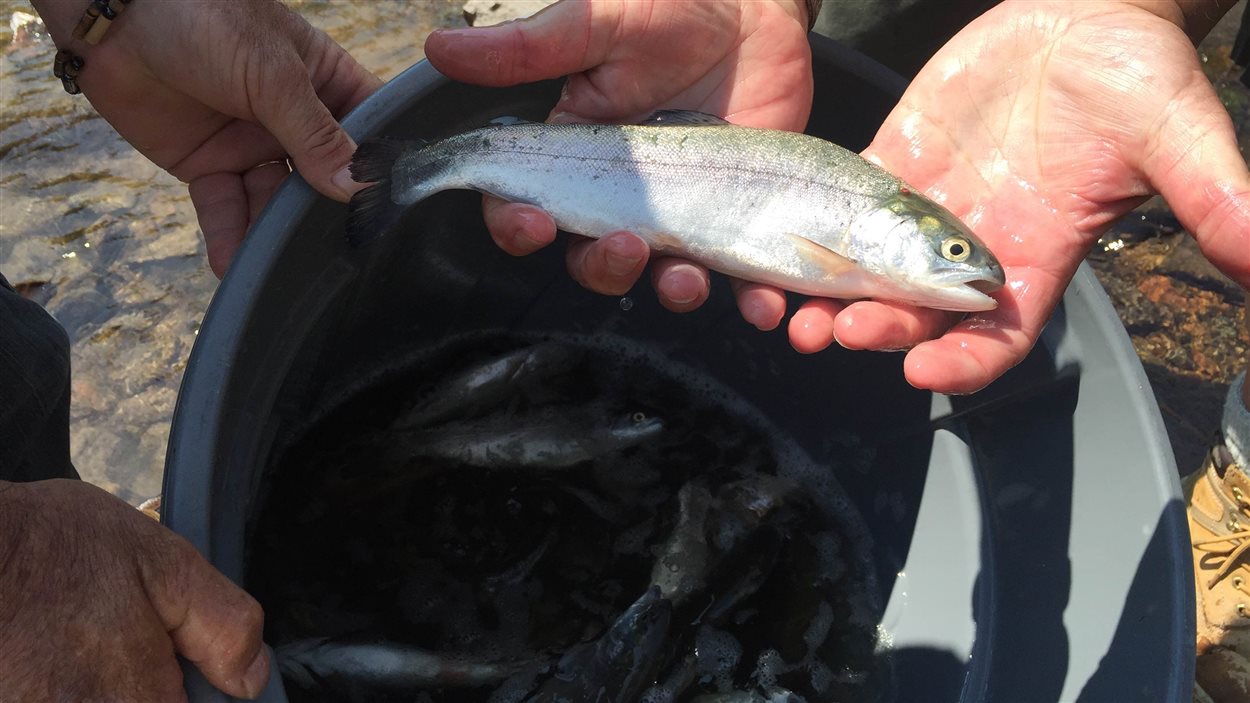 Ensemencement de 4300 truites dans la rivière Shawinigan RadioCanada.ca