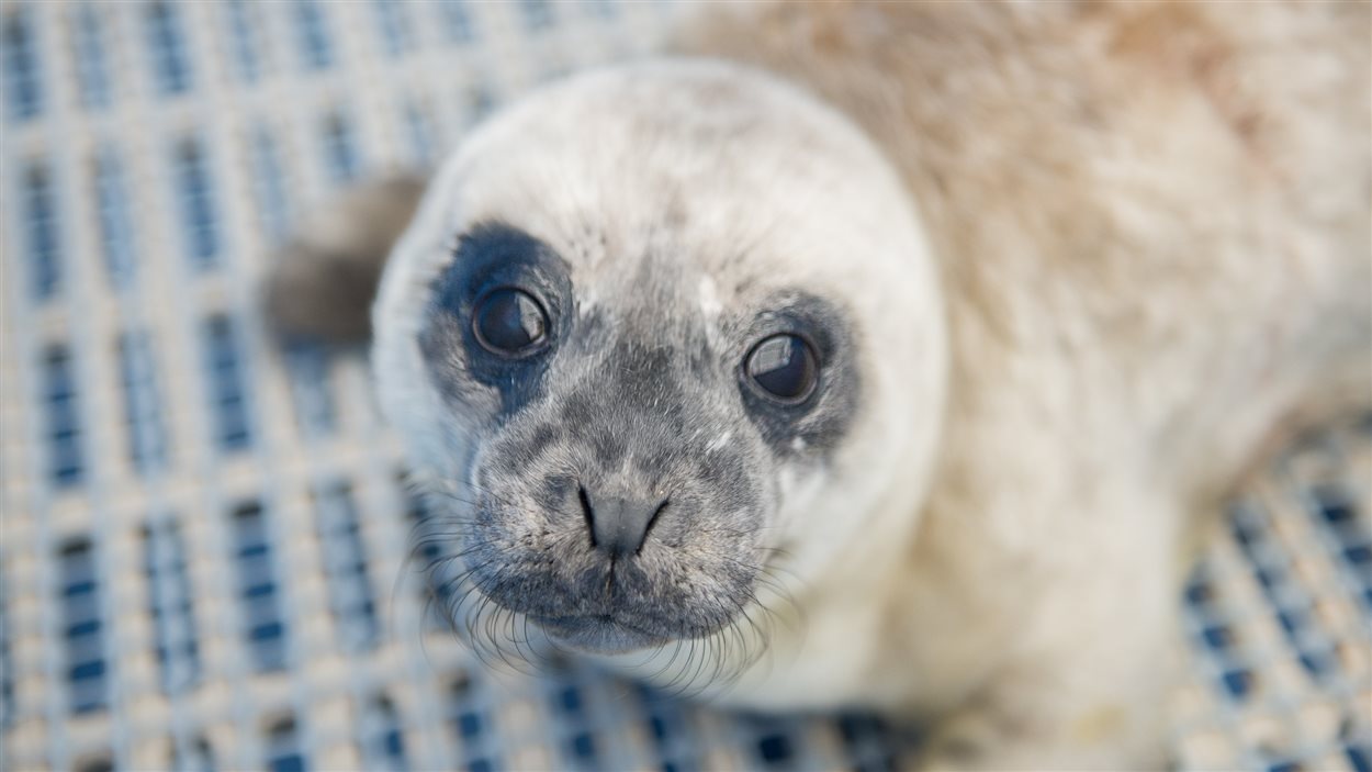 Un Bebe Phoque Reprend Vie A L Aquarium De Vancouver Radio Canada Ca