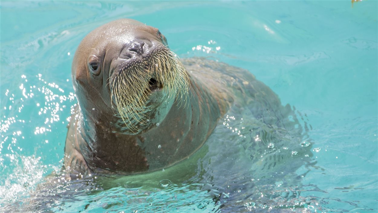 Sortie Publique Du Premier Bebe Morse De L Aquarium Radio Canada Ca