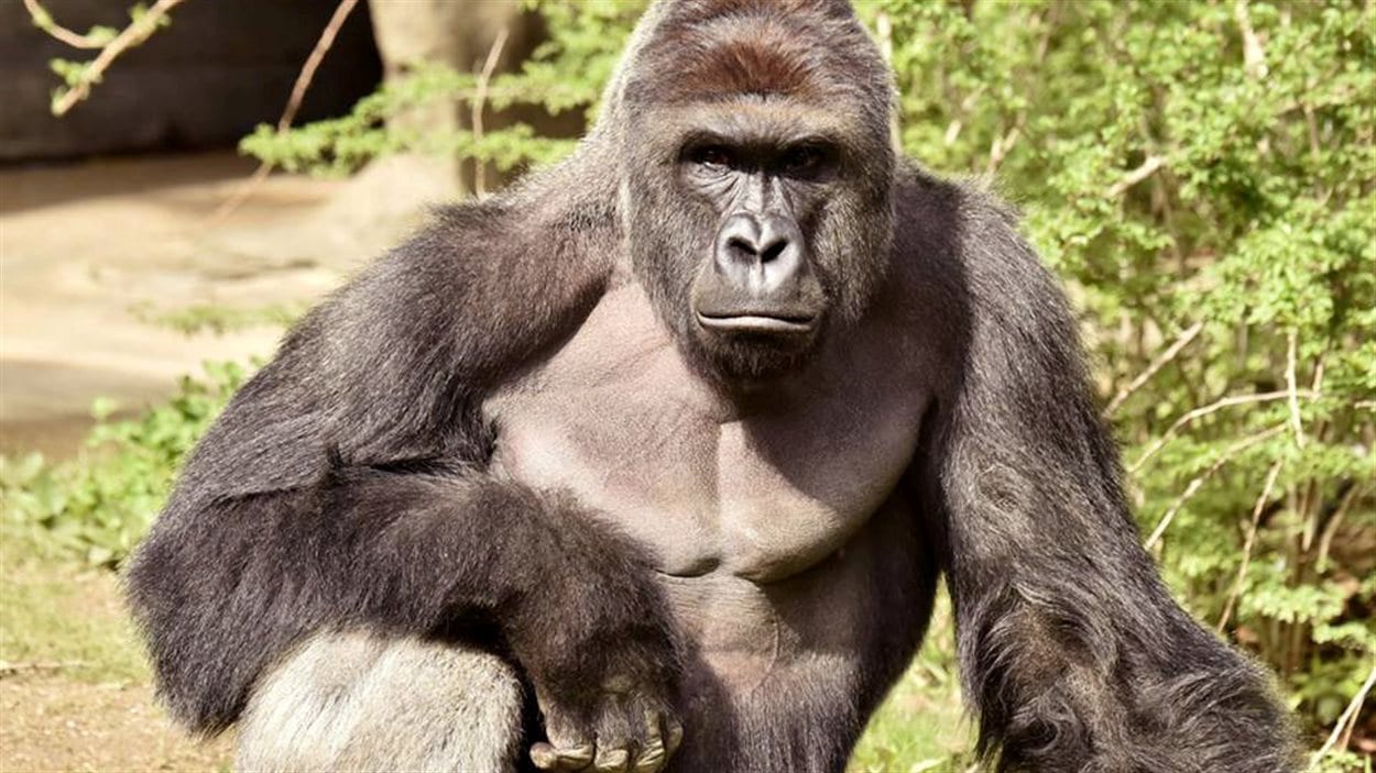 Le gorille Harambe, qui a été abattu au zoo de Cincinnati