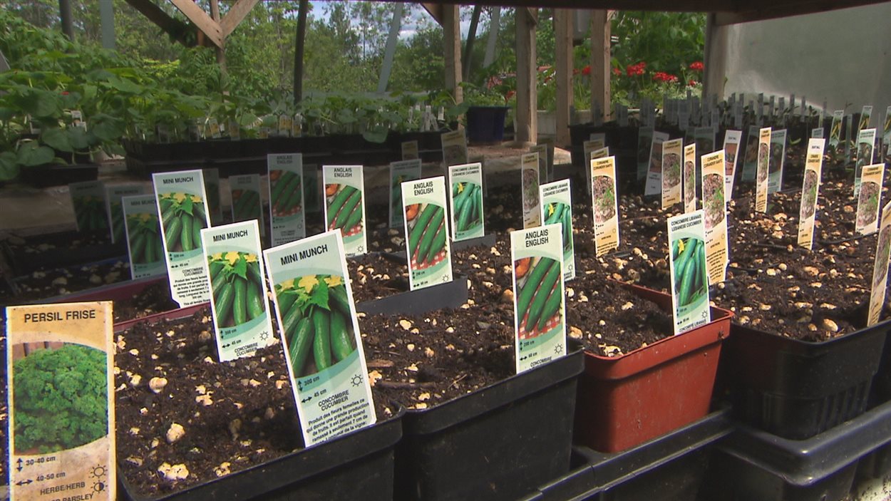 Des légumes et des fines herbes en devenir!