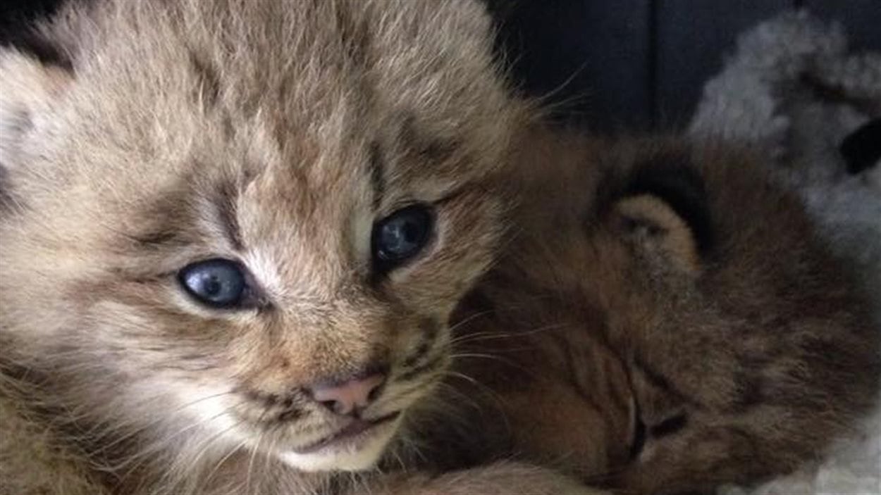 Ces petits félins trouvés dans une forêt près de Fredericton ressemblent à des chatons, mais il pourrait s'agir de lynx.