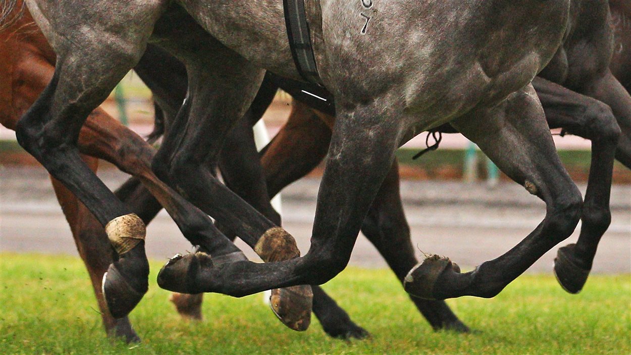 Chevaux