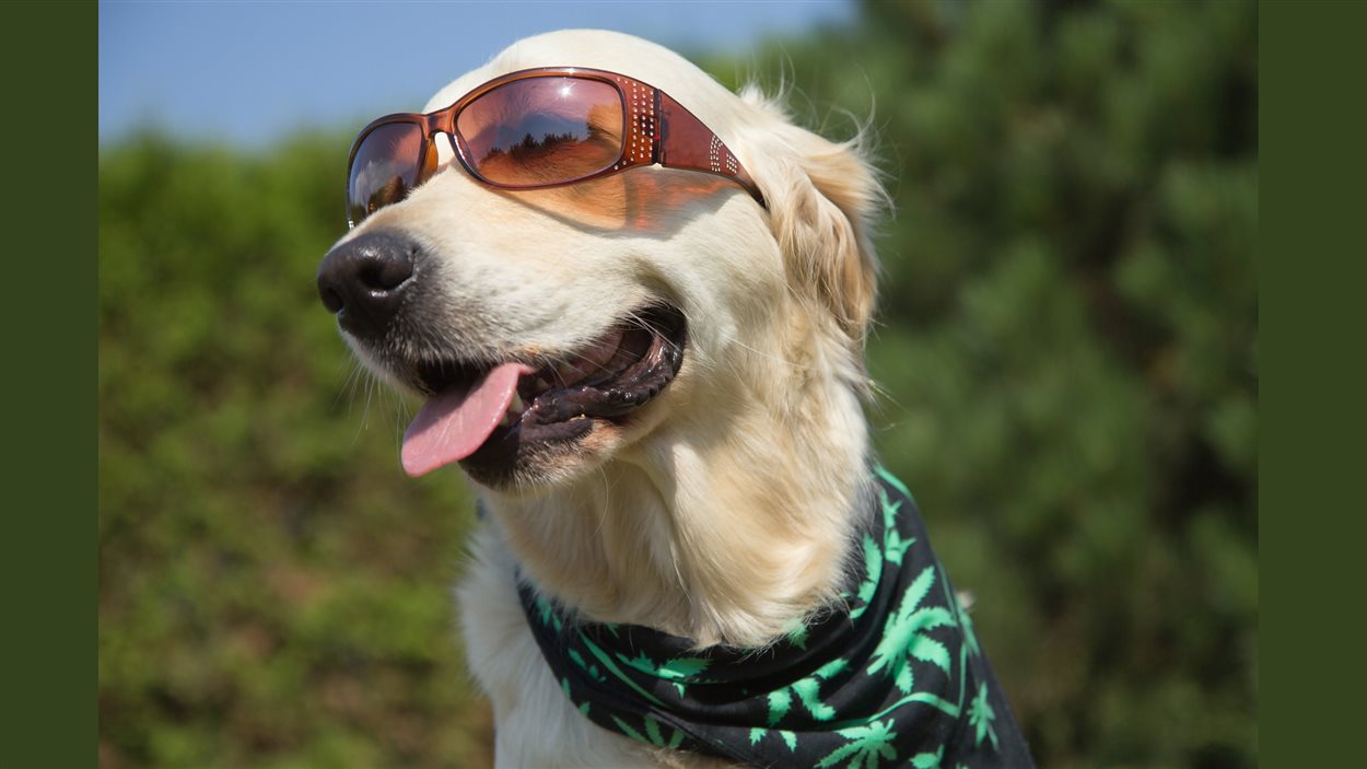 Cannabis Et Animaux 5 Faits A Savoir Radio Canada Ca Cannabis Et Animaux 5 Faits A Savoir Radio Canada Ca