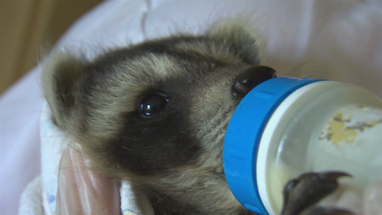 Un refuge pour animaux sauvages prévoit tripler son nombre