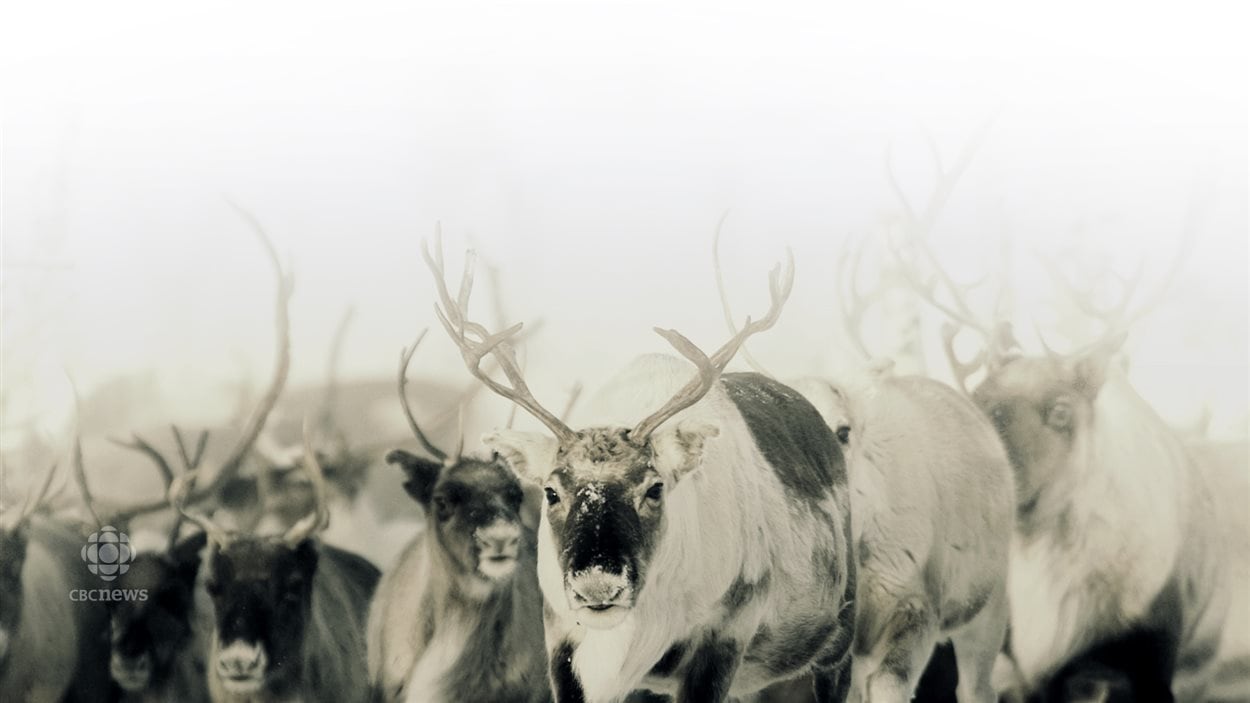 Un troupeau de caribous.