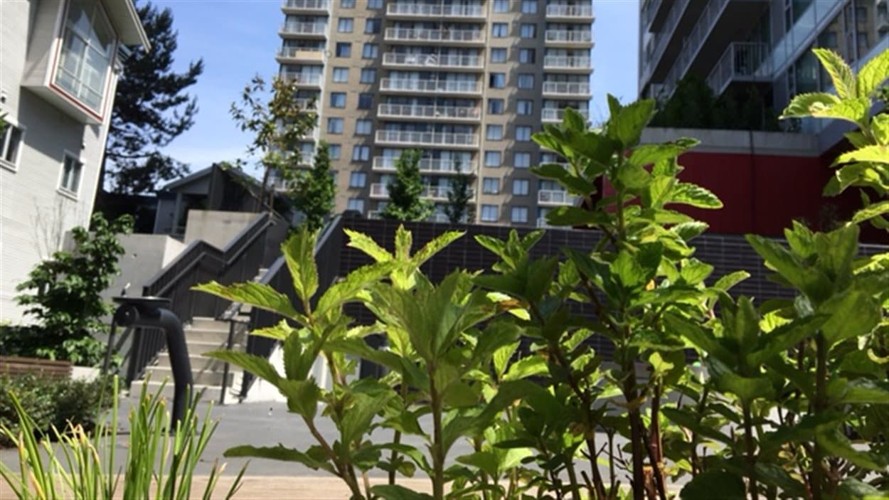 Vancouver les jardins de fines herbes fleurissent dans le quartier West End RadioCanada.ca Vancouver les jardins de fines herbes fleurissent dans le quartier West End RadioCanada.ca