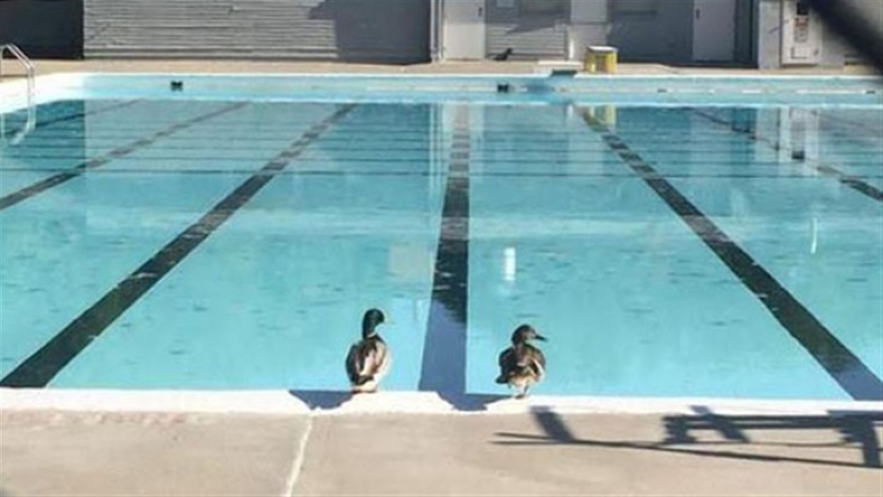 Une piscine extérieure.