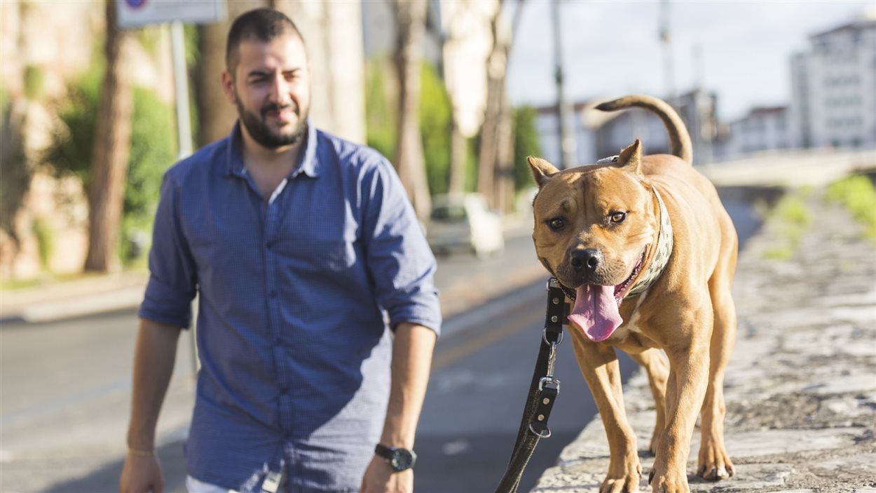 Un pitbull et son maître