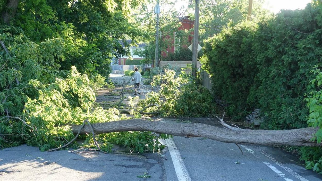 Une branche d'un arbre en travers d'une rue de Pointe-aux-Trembles.