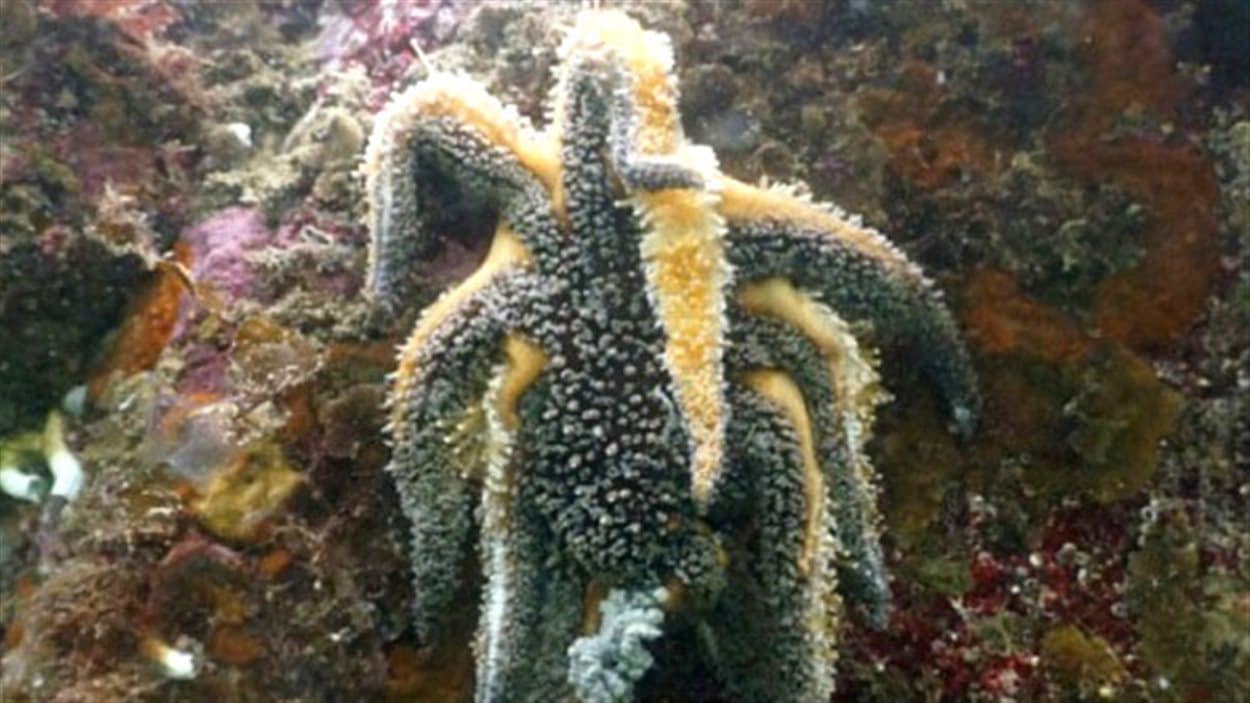Une étoile de mer malade dans la baie Howe