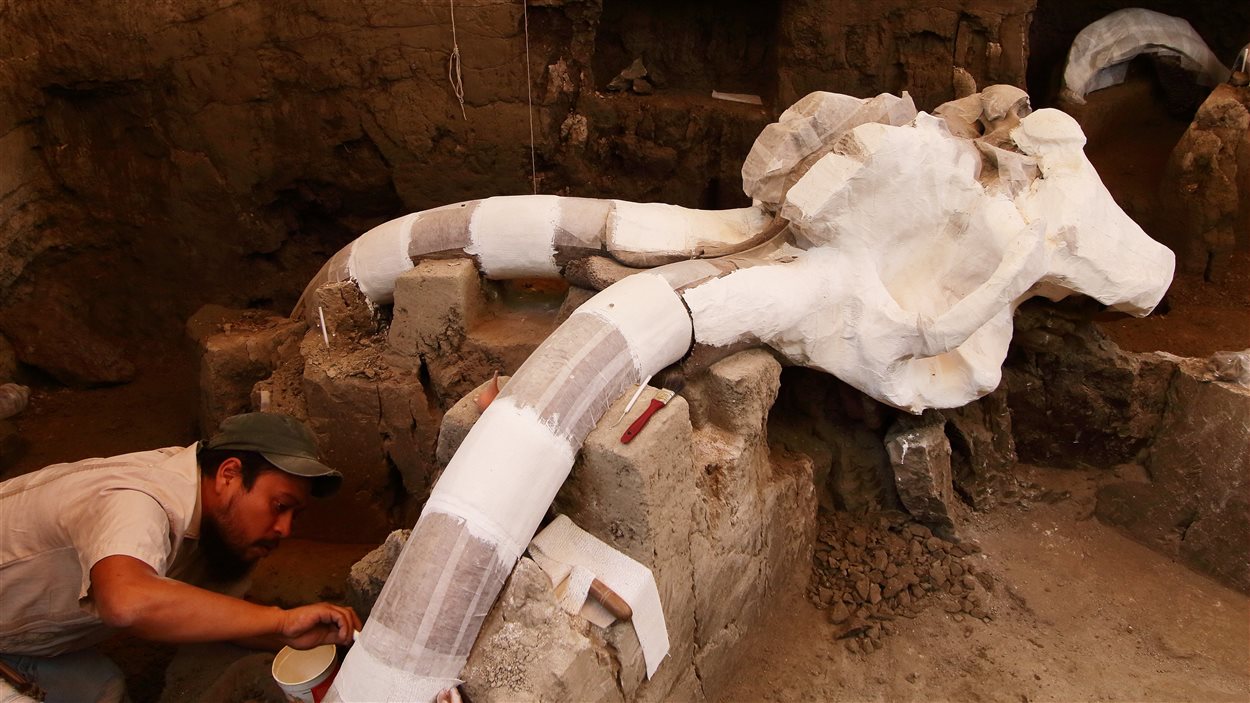 Mammouth vieux de 14 000 ans découvert au Mexique