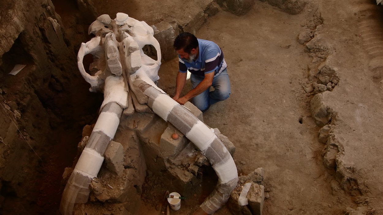 L’archéologue Luis Cordoba travaille sur le crâne du mammouth découvert en décembre 2015.