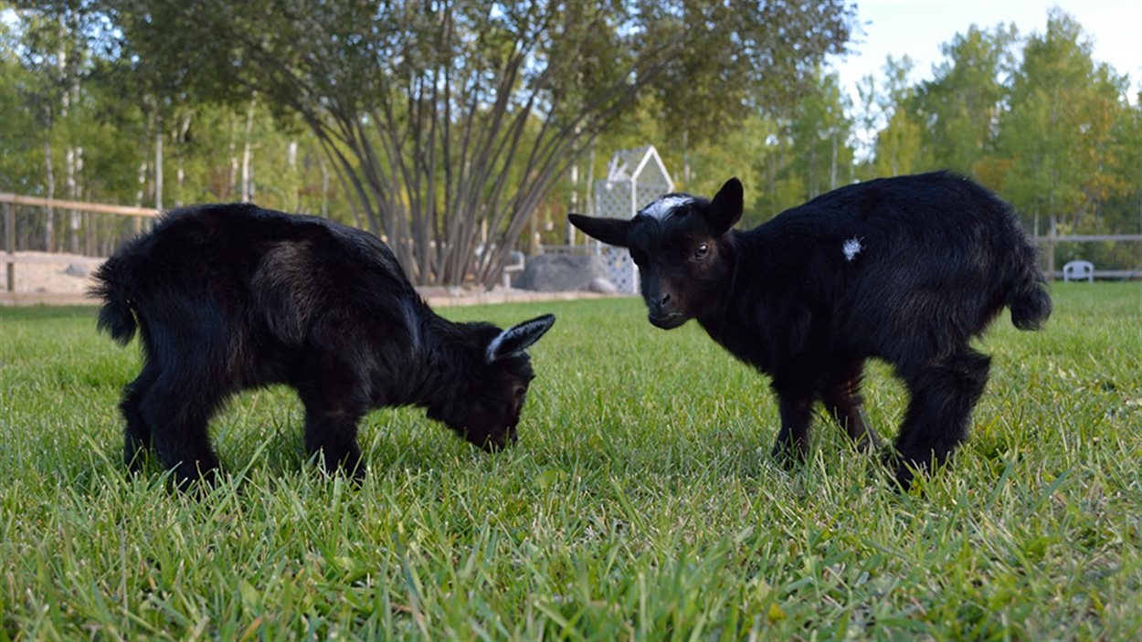 Lucy La Plus Petite Chevre Au Monde Radio Canada Ca