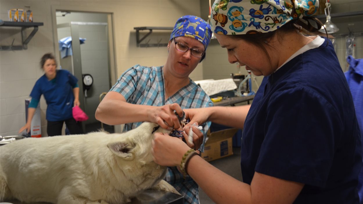 Les organismes Humane Society International Canada et Chiots Nordiques ont procédé à la vaccination et stérilisation de chiens à Pessamit.