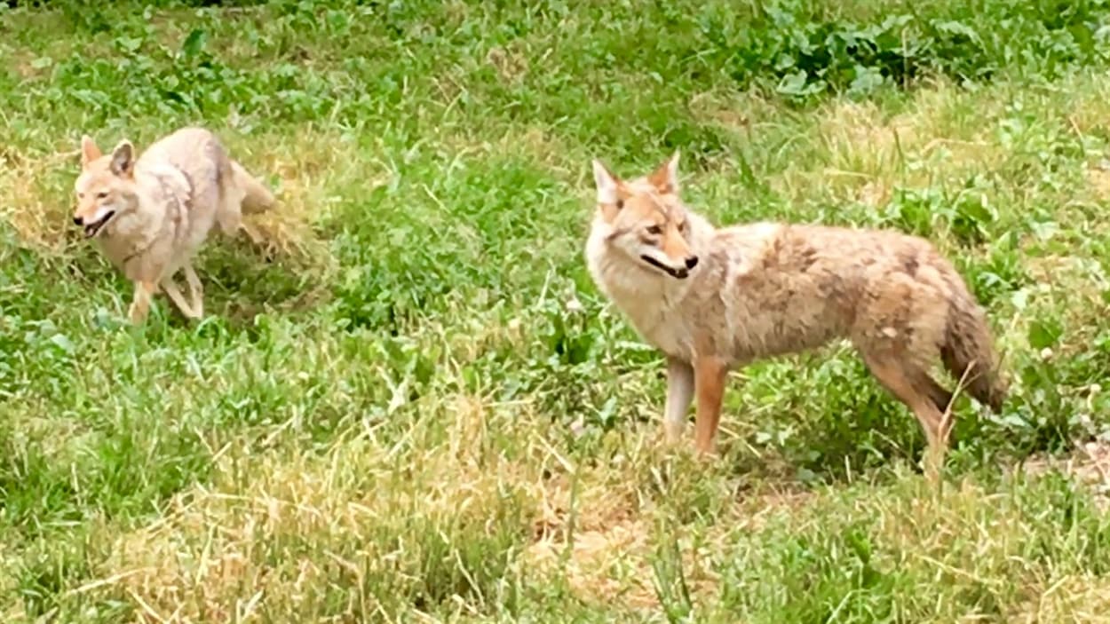 Des coyotes rodent dans les rues des villes de l'Est ontarien.