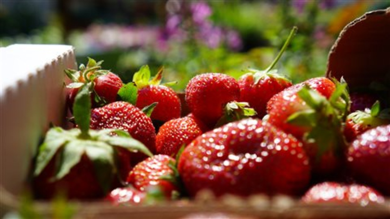 Petits fruits du Manitoba « Une récolte incroyable » RadioCanada