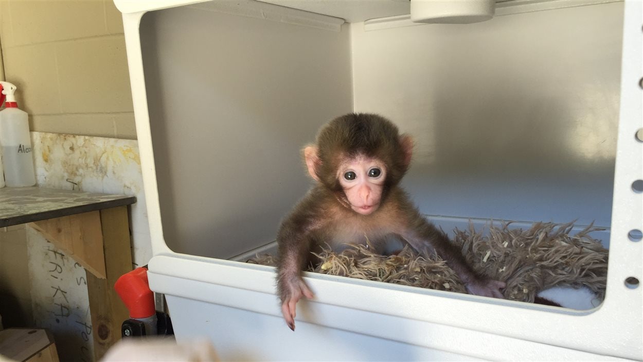Un Pensionnaire Surprise Au Zoo De Granby Radio Canada Ca