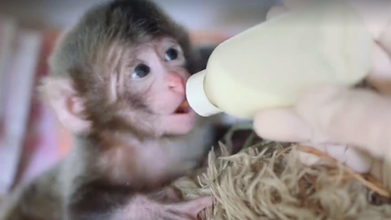 Un Pensionnaire Surprise Au Zoo De Granby Radio Canada Ca