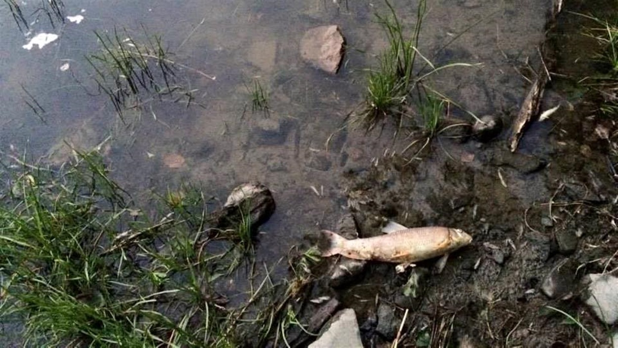 Plusieurs ménés ont été trouvés sans vie dans la rivière Yamaska, tout comme des poissons de 15 à 20 centimètres de long.