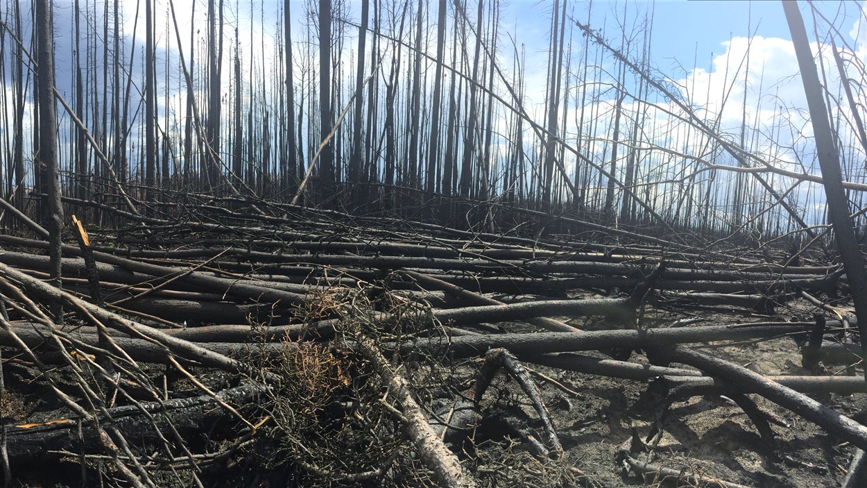 Une parcelle de forêt près de Fort McMurray, complètement brûlée, du sol à la cime des arbres.