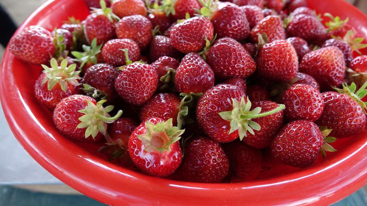 Virée dans les champs de fraises RadioCanada Virée dans les champs de fraises RadioCanada