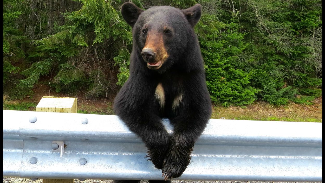 Un ours au parc de Kouchibouguac