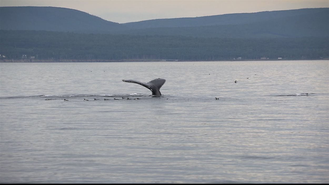 Les baleines se laissent observer dans la baie de Gaspé