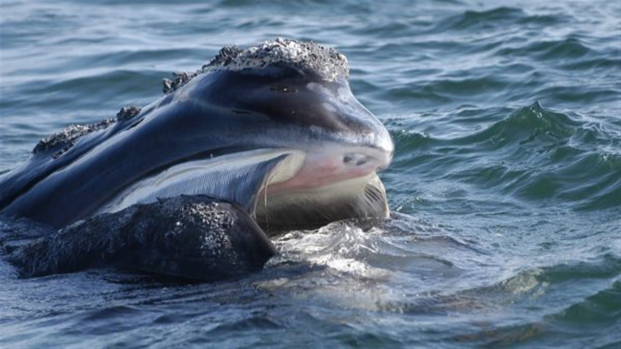 Une baleine noire qui s'alimente