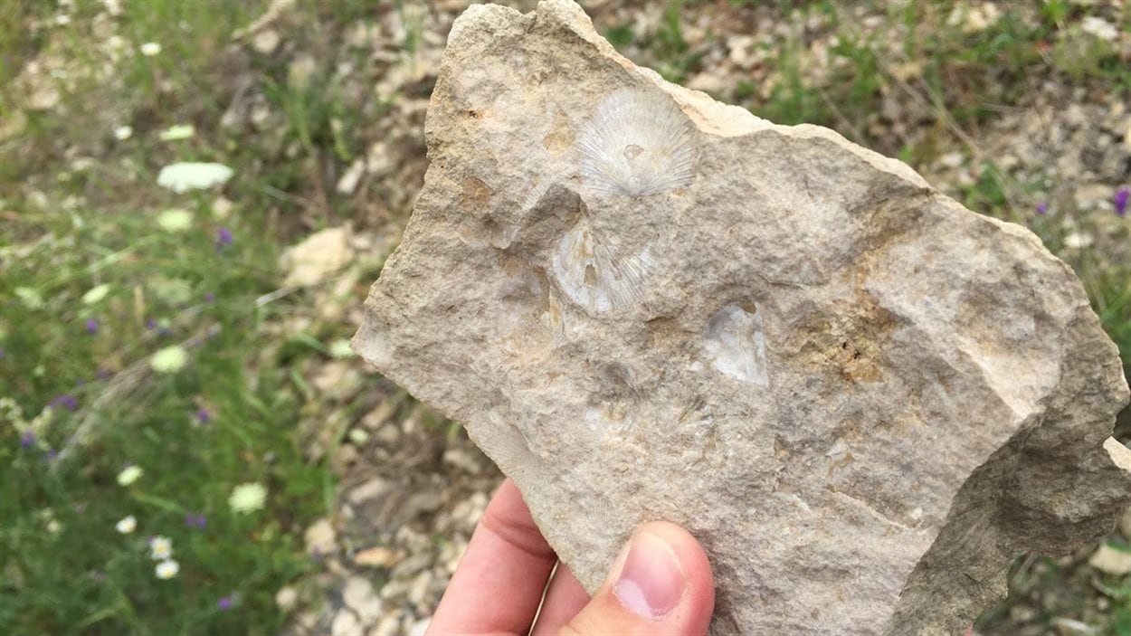 Voyage au fond des mers dans le Témiscamingue ontarien RadioCanada