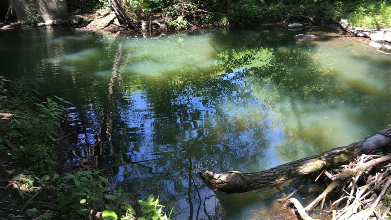 L'eau du ruisseau Lyon présente une couleur bleue anormale