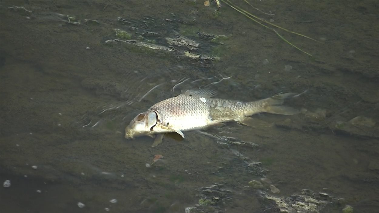 Un poisson mort dans la rivière Yamaska