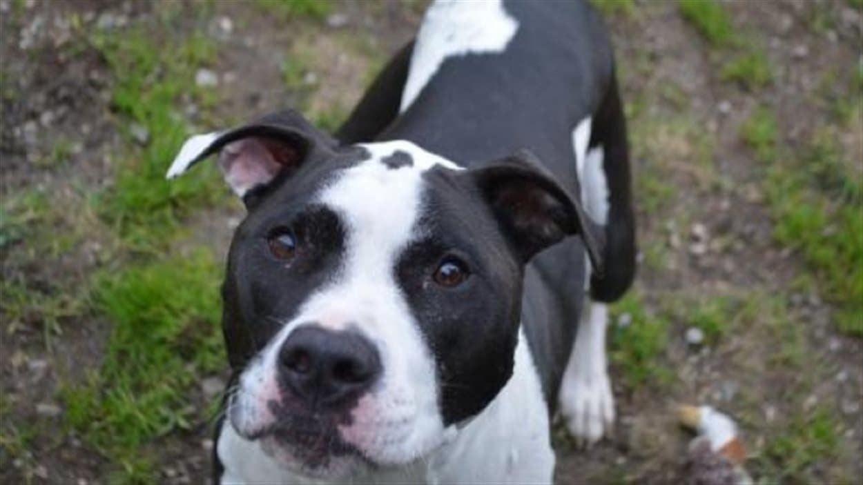 Un chien de type pit-bull.
