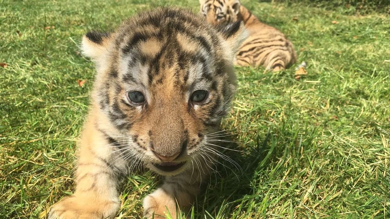 Le Zoo De Moncton Presente Ses Petits Tigres De Siberie Radio Canada Ca