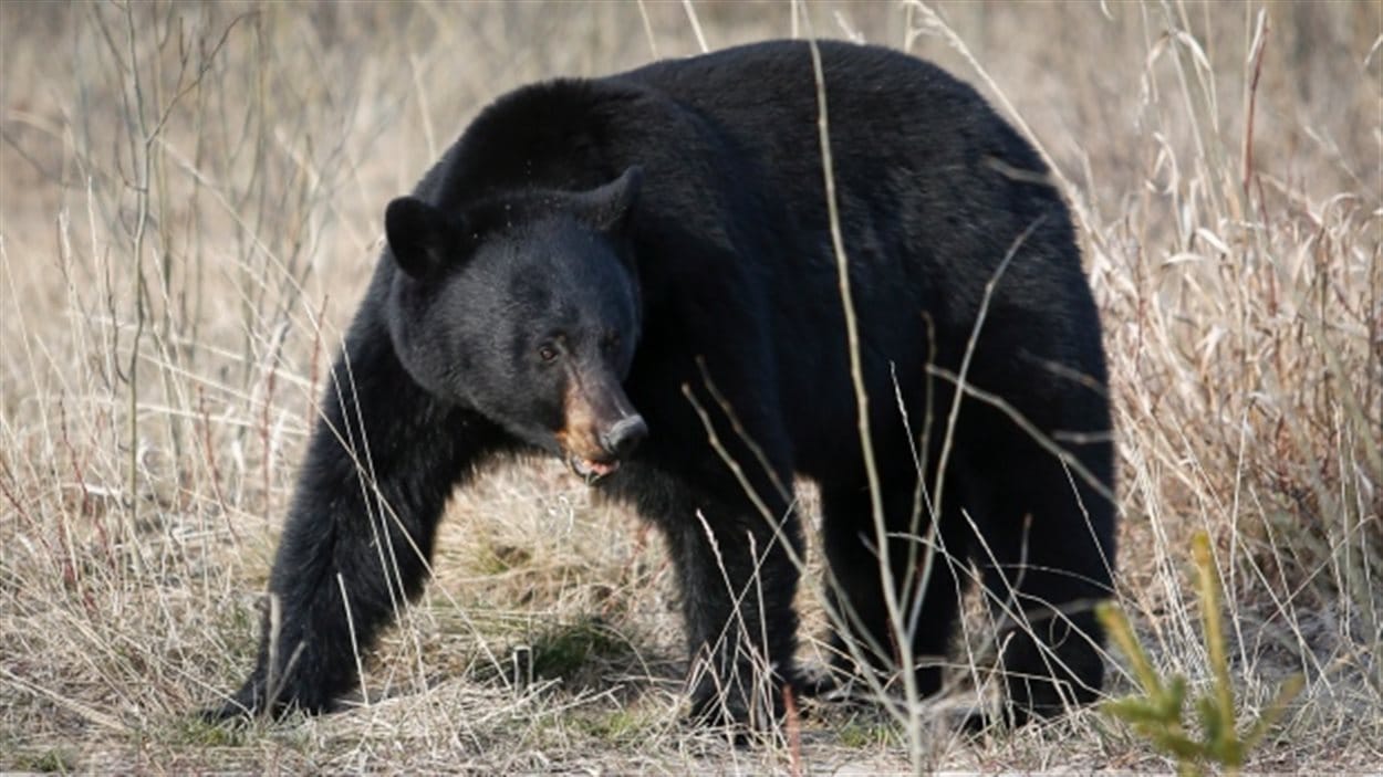 Un ours noir.