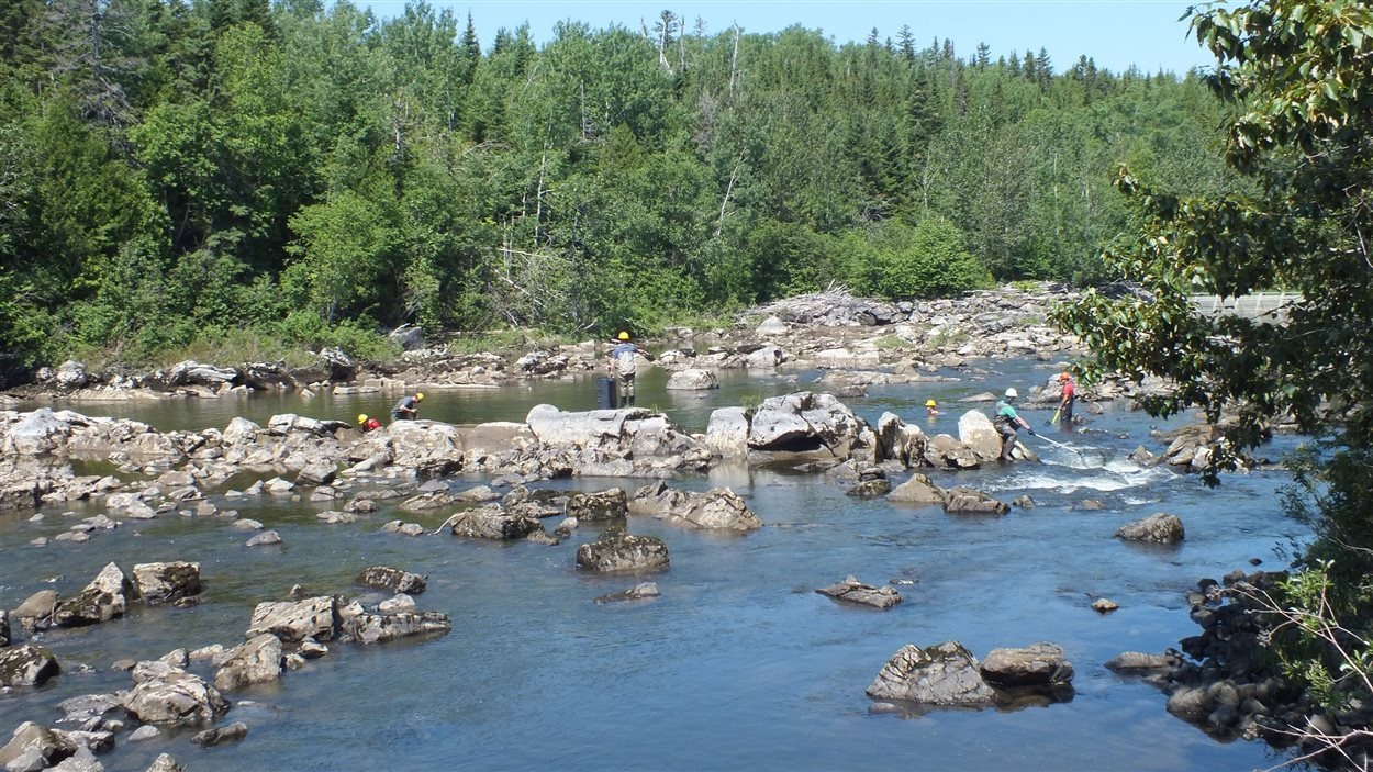 Le saumon est au rendezvous au BasSaintLaurent RadioCanada
