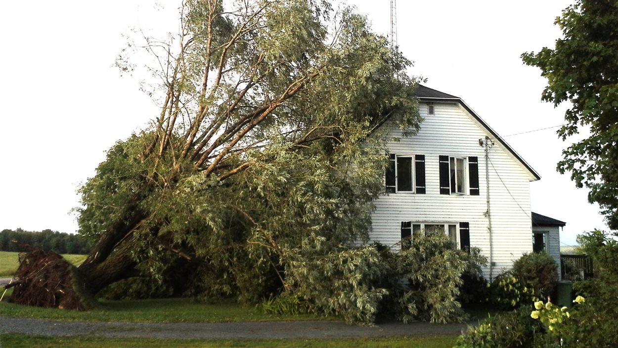 Un arbre est tombé sur une résidence de L'Avenir, au Centre-du-Québec