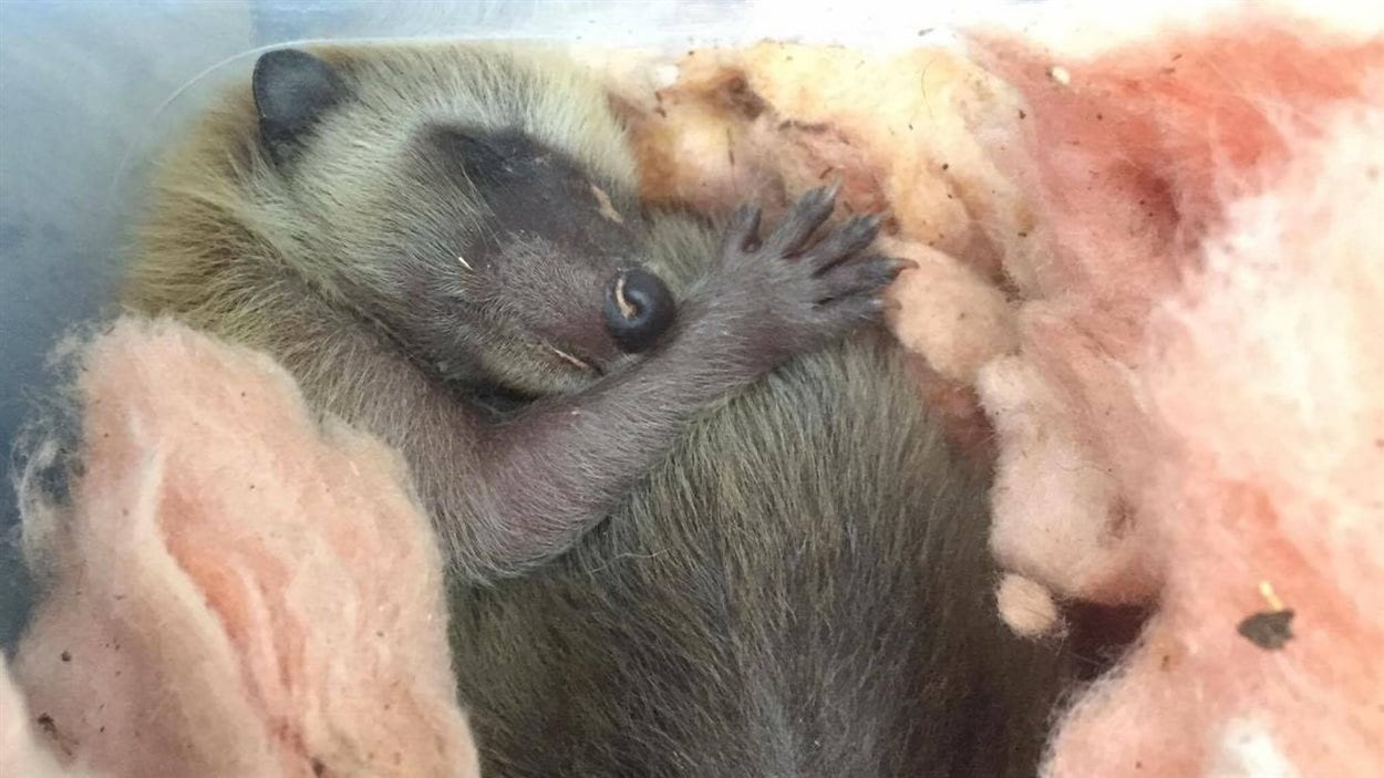 Des Bebes Ratons Laveurs Abandonnes Dans L Entre Toit D Une Maison Radio Canada Ca