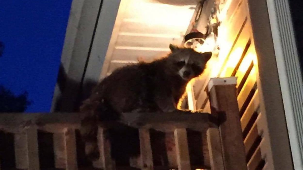 Des Bebes Ratons Laveurs Abandonnes Dans L Entre Toit D Une Maison Radio Canada Ca