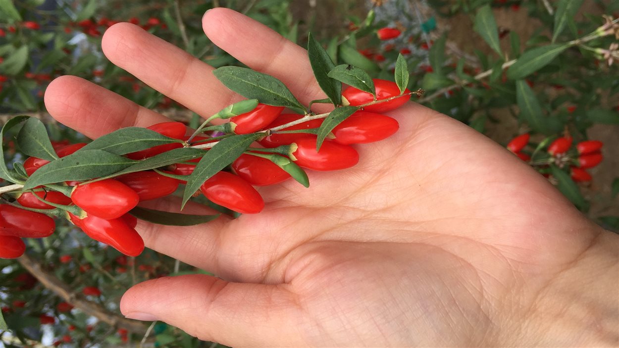 La culture des baies de goji dans la vallée du Fraser RadioCanada.ca La culture des baies de goji dans la vallée du Fraser RadioCanada.ca