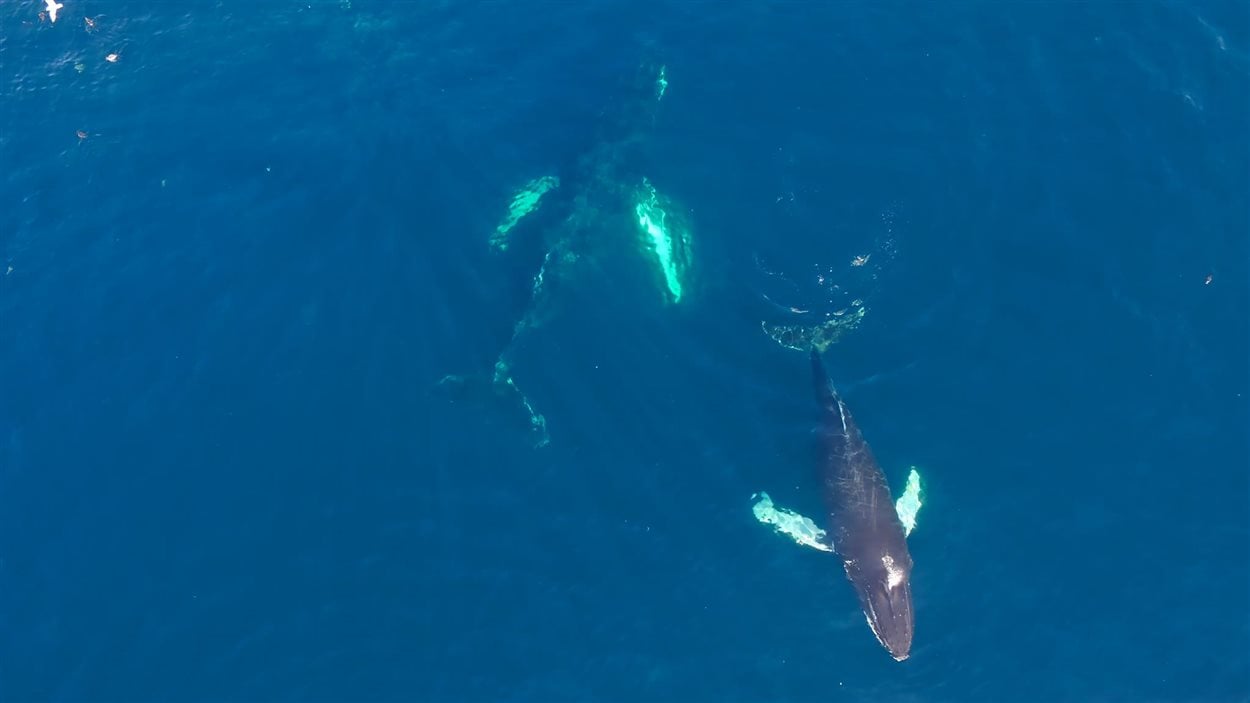 Ian Francis Walsh a pu filmer des baleines à bosse grâce à un drone.