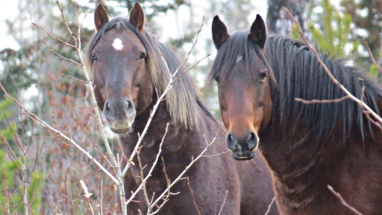 Des chevaux sauvages à l'ouest de Sundre en Alberta.