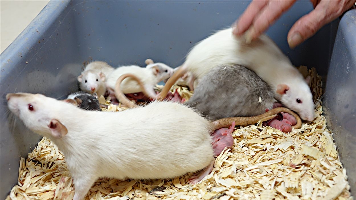 Profession Eleveurs De Rongeurs Radio Canada Ca Profession Eleveurs De Rongeurs Radio Canada Ca