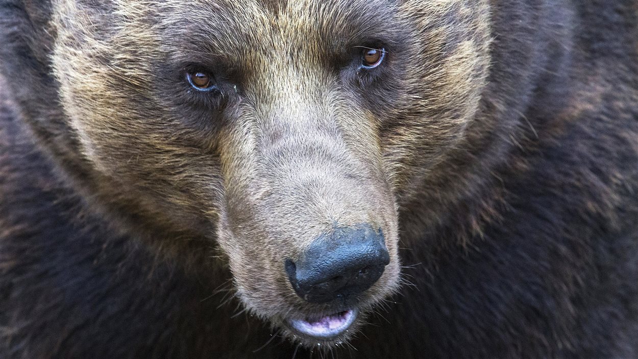 Un ours grizzly.
