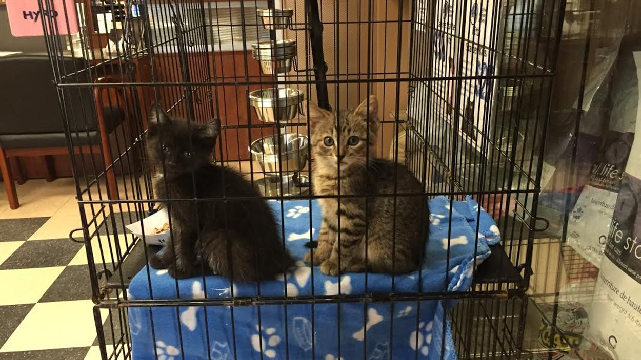 Des chatons de l'Humane Society de Regina.