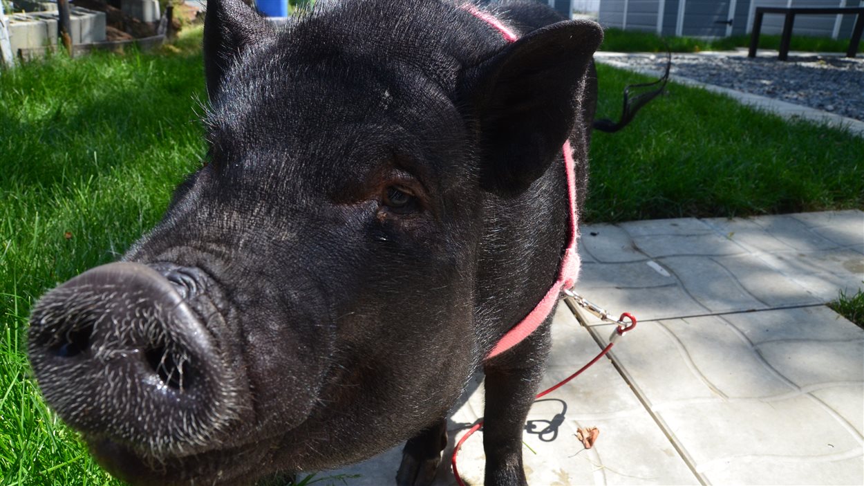Johnie le microcochon de Mélissa Morin et Daniel Lévesque