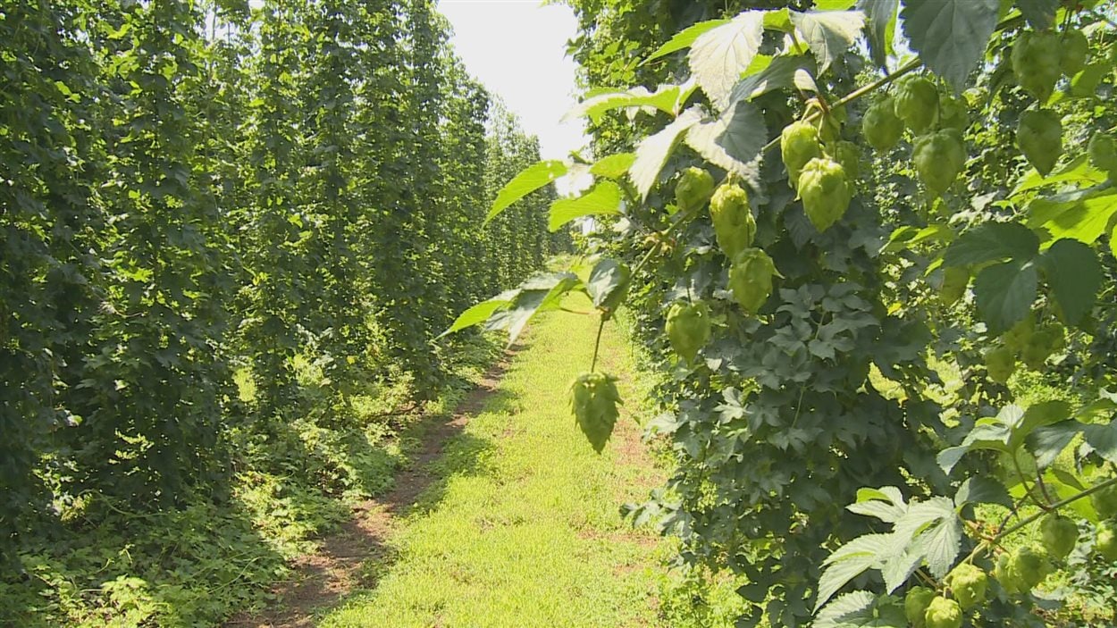 La culture du houblon est à la hausse en Ontario.