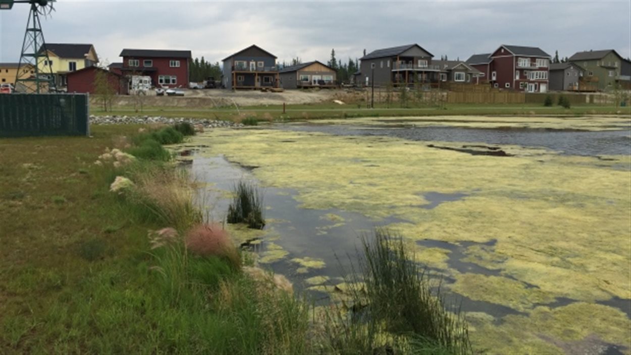 L’étang artificiel Rain Garden dans le quartier Whistle Bend, à Whitehorse au Yukon.